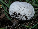 Mycenastrum corium image