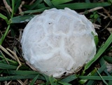 Mycenastrum corium image