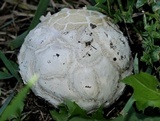 Mycenastrum corium image