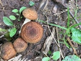 Armillaria gallica image