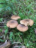 Armillaria gallica image