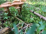 Armillaria gallica image