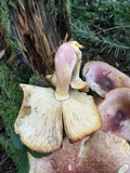 Tricholomopsis rutilans image