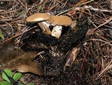 Asterophora lycoperdoides image