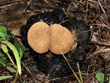 Asterophora lycoperdoides image