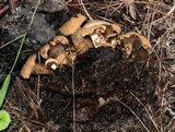 Asterophora lycoperdoides image