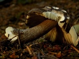 Pluteus atromarginatus image