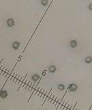 Clavulinopsis helvola image