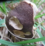 Leccinum snellii image
