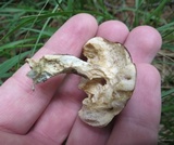 Leccinum snellii image