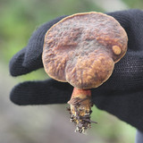 Boletus zelleri image
