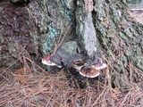 Fomitopsis mounceae image