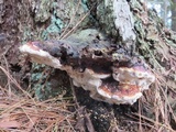 Fomitopsis mounceae image