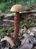 Boletellus russellii image