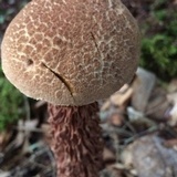 Boletellus russellii image