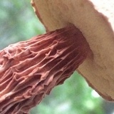 Boletellus russellii image