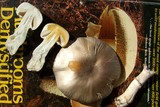 Agaricus californicus image