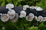 Crepidotus applanatus image