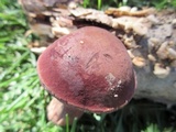 Tylopilus badiceps image