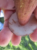 Tylopilus badiceps image