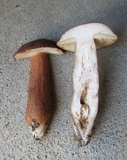 Tylopilus badiceps image