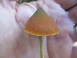 Entoloma quadratum image