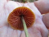 Entoloma quadratum image