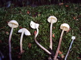 Cystolepiota seminuda image