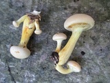 Gymnopilus luteus image