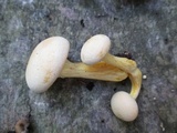 Gymnopilus luteus image