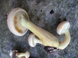 Gymnopilus luteus image