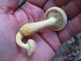 Gymnopilus luteus image