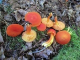 Hygrocybe punicea image