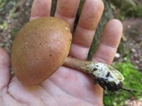 Imleria badia image