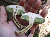 Imleria badia image