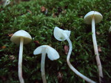 Cystolepiota seminuda image