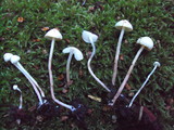 Cystolepiota seminuda image