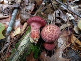 Suillus spraguei image