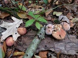 Suillus spraguei image