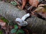 Hypomyces completus image