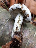 Hypomyces completus image