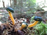 Leotia viscosa image