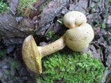 Pseudoboletus parasiticus image