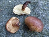 Tricholoma imbricatum image