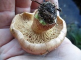 Tricholoma imbricatum image