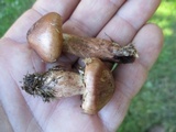 Tricholoma imbricatum image