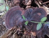Nigroporus vinosus image
