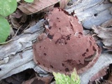 Nigroporus vinosus image