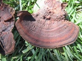 Nigroporus vinosus image