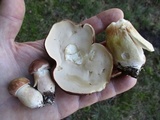 Xanthoconium purpureum image